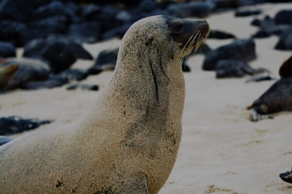 Galapagos San Christobal