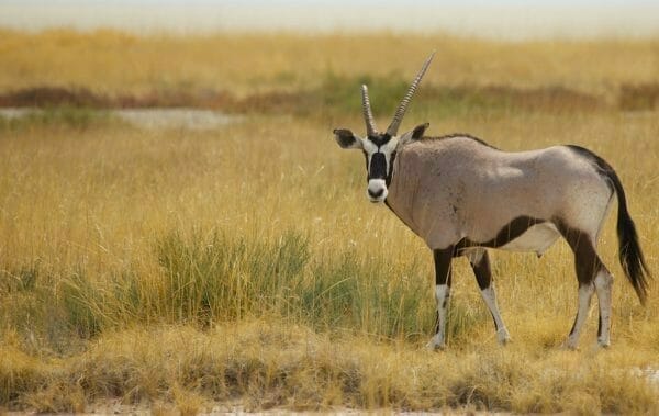 Etosha Oryx