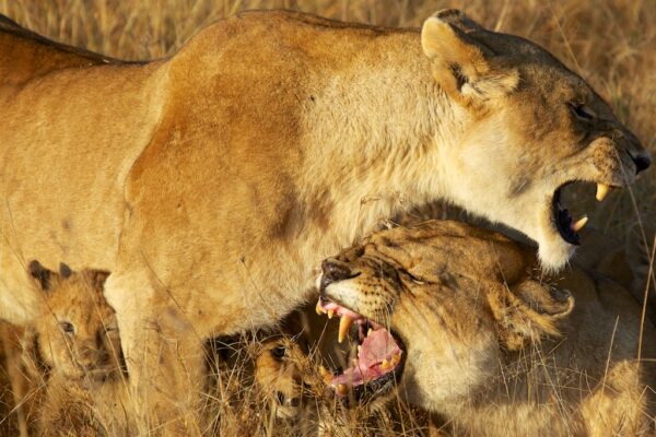 Löwinnen in der Serengeti