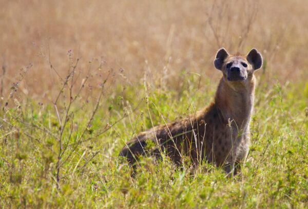 Beste Safari Destinationen in Afrika