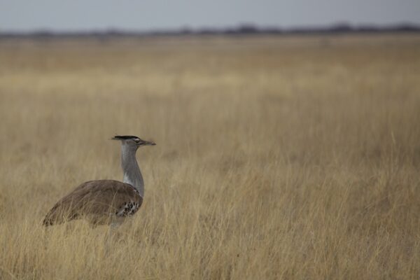 Beste Safari Destinationen in Afrika