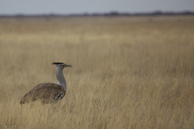 Riesentrappe in Etosha NP