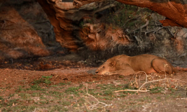 Praxistipps Safarifotografie