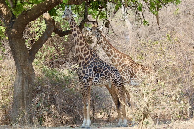 Walking Safaris Afrika